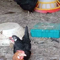 مرغ وخروس محلی|حیوانات مزرعه|کرمان, |دیوار