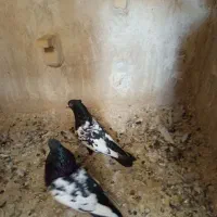 کبوترنرو ماده سینه سیاه جوان|پرنده|شیراز, شیخ علی چوپان|دیوار