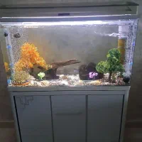 اکواریوم ماهی|ماهی|بندر انزلی, انصار الحسین|دیوار