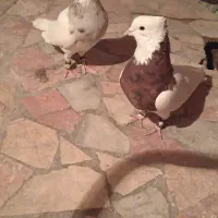 طوقی کرمانشاهی