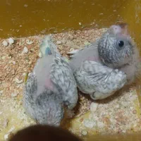 ۴ عدد جوجه‌ مرغ عشق سرلاکی و دونخور رنگ خاص