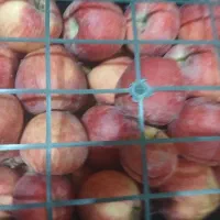 سیب قرمز|عمده‌فروشی|ارومیه, |دیوار