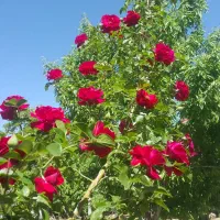 خط تلفن ثابت نیمه رند فیبر نوری در سه راه سیمین