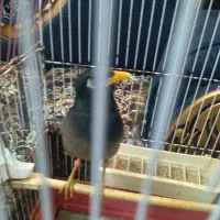 مرغ مینا سخنگو باقفس