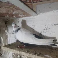 دم سیاه و سبز ماده  دهلران