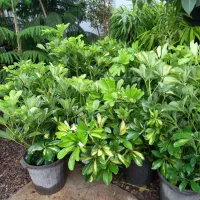 گیاه شفلرا|گل و گیاه طبیعی|تهران, عباسآباد|دیوار