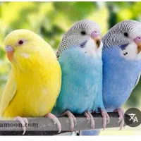 تعدادی مرغ عشق جفت ۳۵۰ مفت