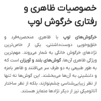 خرگوش لوپ مینیاتوری فرانسوی وانگلیسی|موش و خرگوش|تایباد, |دیوار