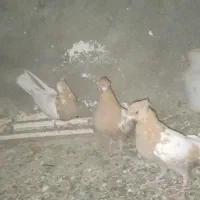 کبوتر