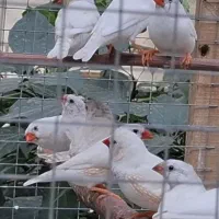 فنچ سفید مولد