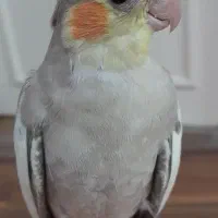 ماده فول رام|پرنده|بابل, |دیوار