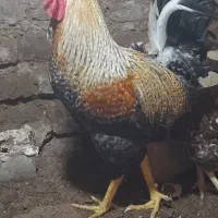 خروس محلی جوان