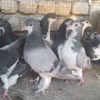 دمگیر|پرنده|اصفهان, امین‌آباد|دیوار