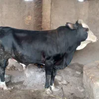 گاونر