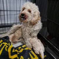 پودل های فرفری