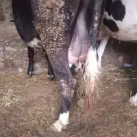 گاوشکم سوم چهارروزه زایده گوساله نر