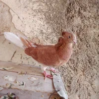 کبوتر سرخ دم سفید نر|پرنده|گله دار, |دیوار