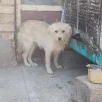 واگذاری رایگان شیتزو