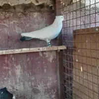 کبوتر رنگی|پرنده|اهواز, کیانپارس |دیوار