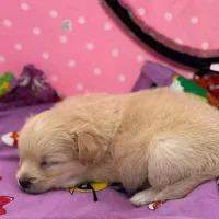 پامرانین روباهی