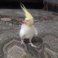 عروس لوتینو