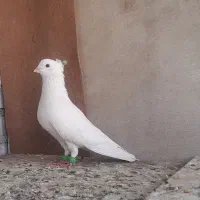 کبوتر سفید نر