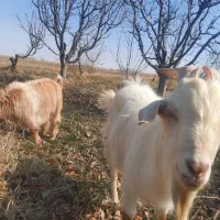 دوعدد بز|حیوانات مزرعه|نوشین شهر, |دیوار