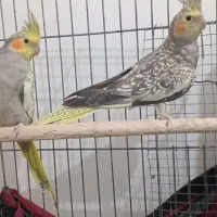 پرندگان|پرنده|حمیدیه, |دیوار