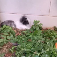 خرگوش لوپ|موش و خرگوش|آبیک, |دیوار