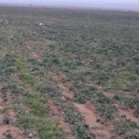 زمین واقع در بارانلو معروف چمنر