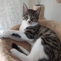 واگذاری گربه