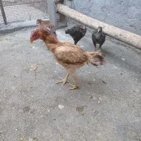 لاری|حیوانات مزرعه|صحنه, |دیوار