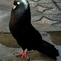 کفتر