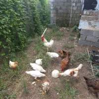 جوجه کبابی محلی و خروس محلی