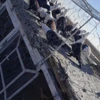 کلاغ کربلایی کله سفید|پرنده|مه ولات, |دیوار