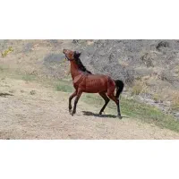 اسب|اسب و تجهیزات اسبسواری|سارال, |دیوار