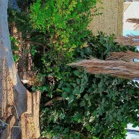 فروش چوب و مرکبات