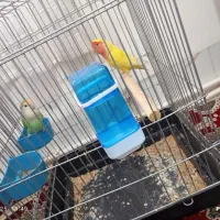 دوعدد طوطی|پرنده|جوانرود, |دیوار