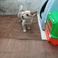 سگ پامر نژاد پرتقالی