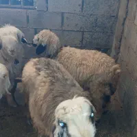 ۳ میش و یه بره معاوزه با بز|حیوانات مزرعه|مسجد سلیمان, |دیوار