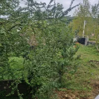 طوطی پیدا شده شهرضا