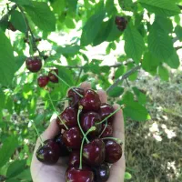 نهال انواع رقم گیلاس و آلبالو