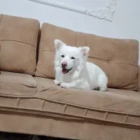 سگ پامر به قیمت|سگ|کرمانشاه, |دیوار