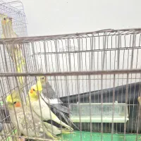 ۶عدد عروس هلندی|پرنده|کازرون, |دیوار
