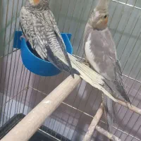 عروس هلندی دو ماهه