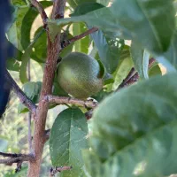 زمین-پیشک-2