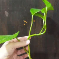 قلمه  گل پتوس ریشه دار