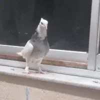 طوقی الماسی|پرنده|گنبد کاووس, |دیوار