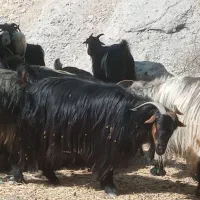 ۲۳بز و ۱بهده گمشده|حیوانات|مسجد سلیمان, |دیوار