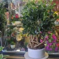 درخت شکوفه مصنوعی . انواع درختچه مصنوعی|گل مصنوعی|تهران, میدان ولیعصر|دیوار